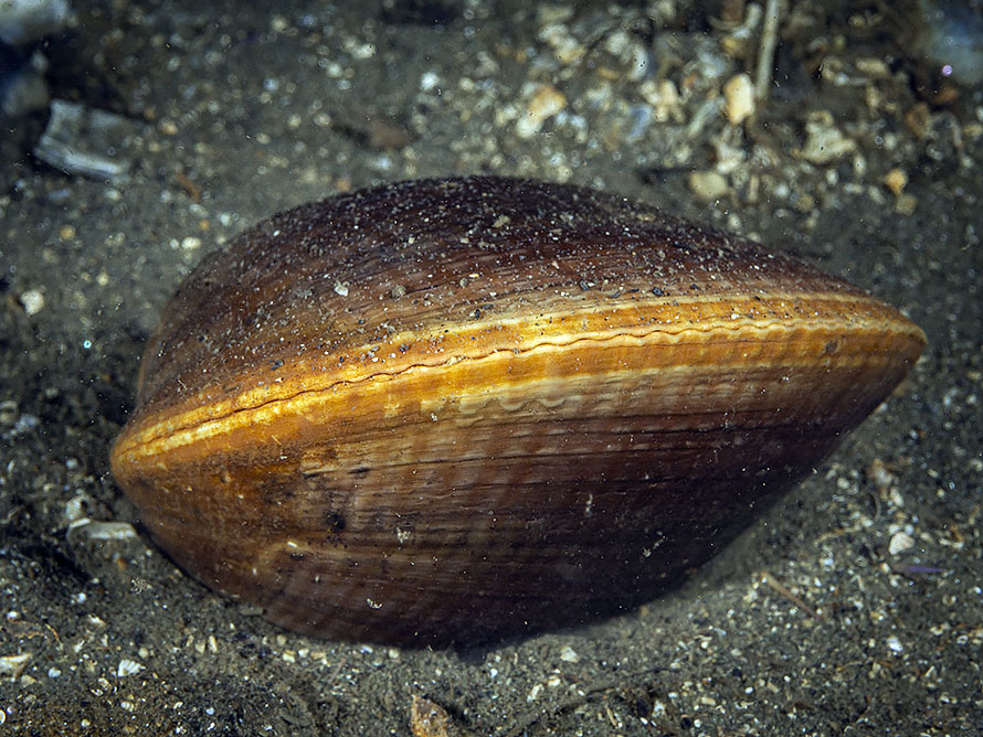 Mya arenaria
